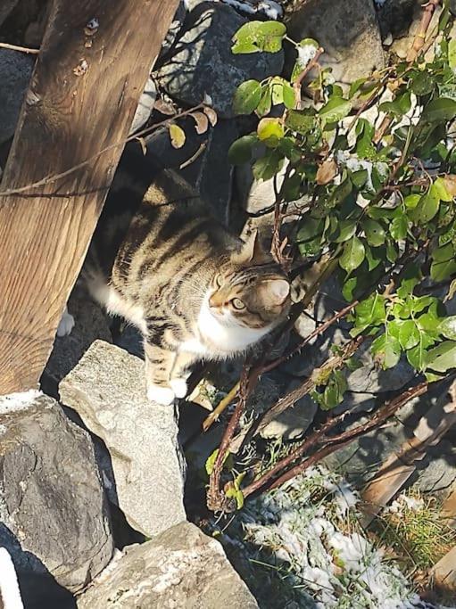 Chambre Ou Gite Dans Une Maison De Montagne - De Suzon A Zelie Entraigues  Exterior foto